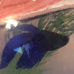 Meet your Posher, Niko